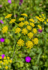 alpine upland, flowering plants in new colors, outdoor walks in a natural park
