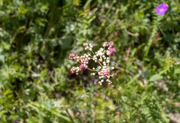 alpine upland, flowering plants in new colors, outdoor walks in a natural park