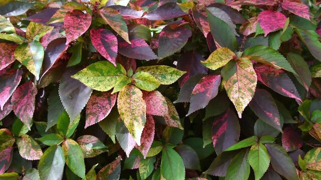 colourful leaves swaying in breeze with soft sunlight, nature background