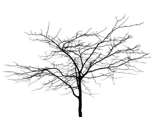 Silhouette of bare tree with branches isolated on white. Black and white vector illustration
