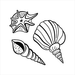 vector illustration of a seashell