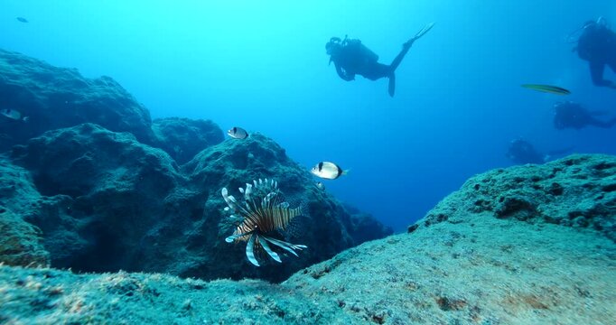 lionfish scenery underwater with a scuba diver background exploring the reefs