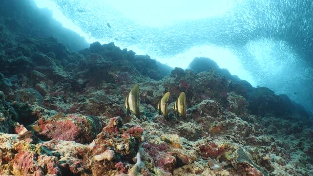 batfish group underwater swim on bottom of sea sardine school background