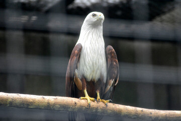 A majestic eagle with white head and chestnut wings perches on a branch, gazing sharply into the distance.