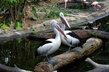 Two pelicans perched on a log at the water's edge with a pond in the background.