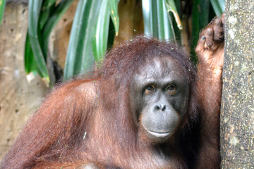 A close-up portrait of an orangutan resting against a tree, its deep gaze reflecting wisdom and calm in the wild.