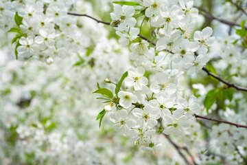White cherry blossoms bloom under a clear blue spring sky on a sunny day