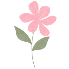 pink flower isolated on white