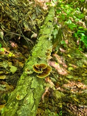 Colorful false turkey tail fungi growing on moss wood in the forest in the sunlight. Salciua, Alba, Romania