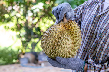 Durian, A farmer holding a fresh durian fruit with gloves in a tropical orchard, Durian farmer holding durian, Agricultural harvest concept with focus on exotic Asian fruit in natural environment