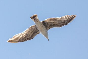 A bird is flying in the sky with its wings spread wide