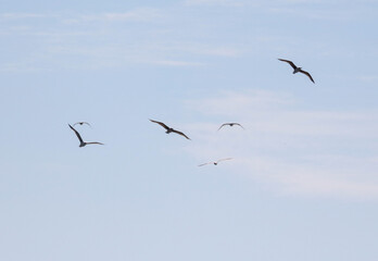 A flock of birds flying in the sky