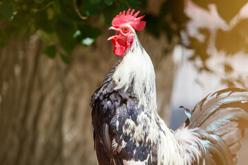 Rooster with a red beak stands in front of a tree