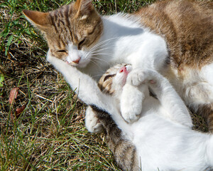A grown-up kitten plays with its mother cat. Close-up of a family of cats