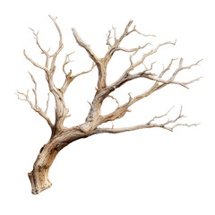 Twisted Dry Branch from Dead Tree PNG Transparent