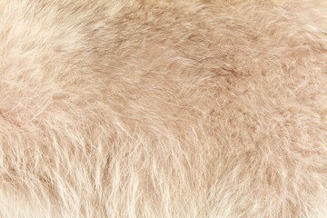 The fur of a dog is shown in a close up