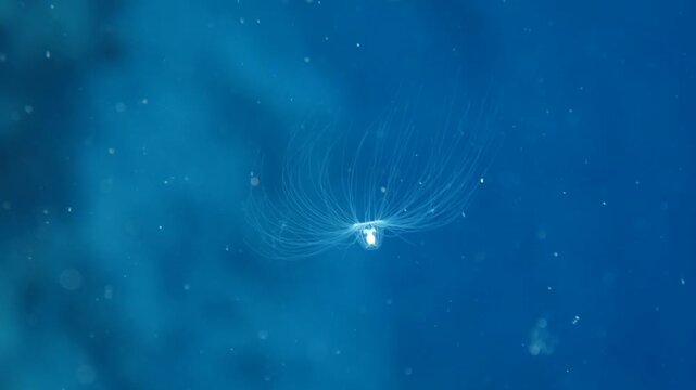 Turritopsis nutricula Turritopsis dohrnii Oceania O. armata immortal underwater closing jellyfish ocean scenery