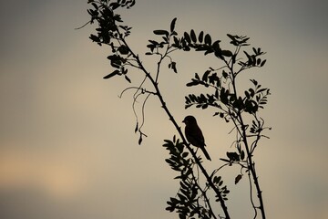 morning mood with bird