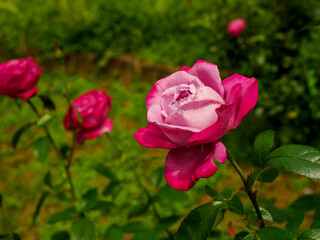 濃淡ピンクのバラの花と緑背景