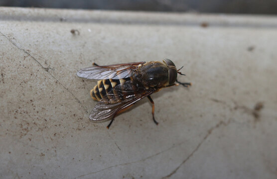Pferdebremse - Dark giant horsefly