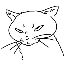 不機嫌な猫