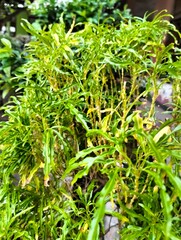 green moss on the ground