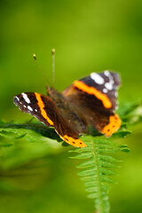 Delicate Butterfly Sitting on a Fern Leaf in Nature