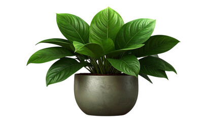 Green potted plant