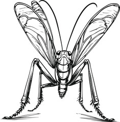 Hand drawn grasshopper line art, bold ink strokes, long legs and wings, clean vector doodle, monochrome illustration