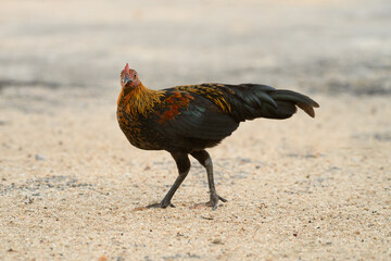 Selective focus of chicken.Chicken were looking for food.
