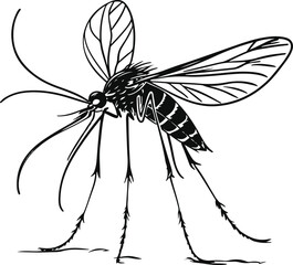 Mosquito insect doodle, hand drawn thick lines, long legs, wings and pointed mouth, black and white minimal vector style 1