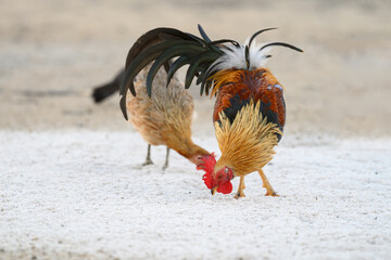Selective focus of chicken.Chicken were looking for food.
