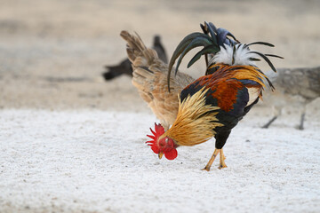Selective focus of chicken.Chicken were looking for food.