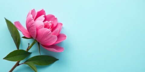 A Single Pink Peony Blossom on a Light Blue Background, a Delicate and Elegant Floral Image Perfect for Springtime Designs and Celebrations