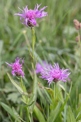 Purple blossoms of brownray knapweed (Centaurea jacea).