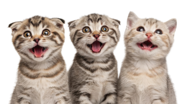 Three adorable Scottish Fold cats with joyful expressions showcase their playful nature and charm in this delightful image