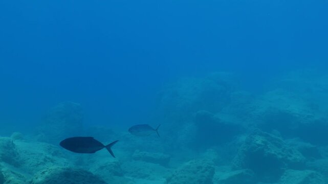 little jack fish underwater scenery fast fish mediterranean sea