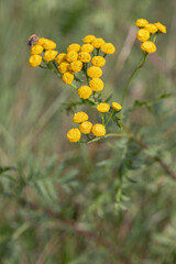 Yellow tansy blossoms (Tanacetum vulgare).