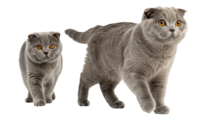 Charming Scottish Fold cat duo showcases their playful nature and unique features, captivating all with their adorable presence