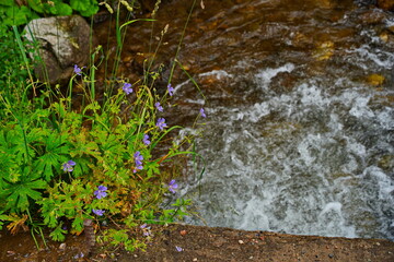Flowers by the river in a mountainous area. National Nature Park. Cloudy, raining.