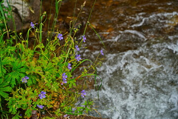 Flowers by the river in a mountainous area. National Nature Park. Cloudy, raining.