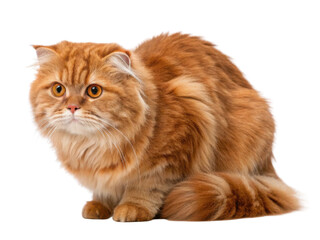 Obraz premium Fluffy Scottish Fold cat with striking orange fur sits gracefully, showcasing its unique folded ears and captivating eyes