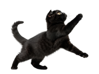 Playful black cat leaps gracefully in air showcasing its agility and charm