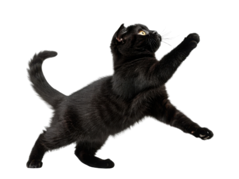 Playful black cat leaps gracefully in air showcasing its agility and charm