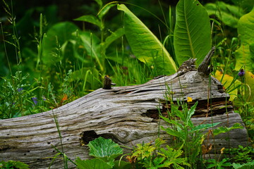 National Nature Park. Mountainous area with different vegetation.  Cloudy, raining.