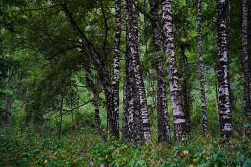 Fototapeta premium National Nature Park. Mountainous area with different vegetation. Cloudy, raining.