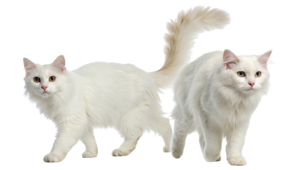 Siberian cats are known for their beautiful fur and playful nature, making them delightful companions in any home