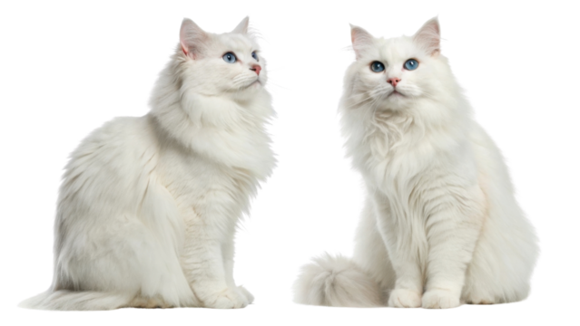 Siberian cats are known for their beautiful fur and striking blue eyes, showcasing elegance and charm in every pose
