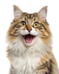 Obraz premium Siberian cat with joyful expression showcases its beautiful fur and vibrant eyes, radiating happiness and charm