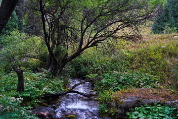 National Nature Park. Mountainous area with different vegetation.  Cloudy, raining.
